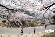 코레일, 밀양시와 삼랑진 안태마을 벚꽃길 트래킹 명소화에 ‘합심’