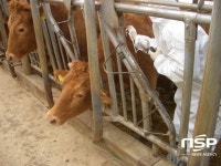 진주시, 구제역 차단 예방접종 실시