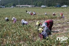 고흥군, ‘고흥마늘’ 제99호 지리적표시 등록 완료