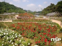 광주 서구 “풍암호수 장미원 구경오세요”