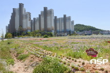 순천 해룡 신대지구, 봄꽃·야생화 시민 눈길 사로잡아