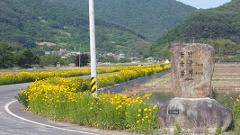 경남 고성군 개천면 금계국 절정, 황금색 향연
