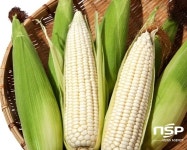 장흥 찰옥수수, 농가소득 효자작목으로 급부상