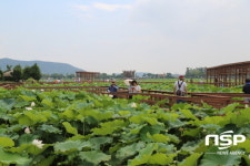 무안군 “전국 명품 힐링길···회산백련지에서 함께 걸어요”