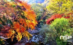 순창군, 이번 주말부터 강천산 애기단풍 절정