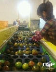 광주 동곡농협, 흑토마토·애호박 인기