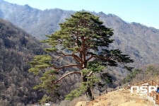 지리산 천년송 당산제, 남원시 와운마을서 열려
