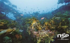 한국수산자원관리공단, 동해안 바다숲 조성에 100억 투입