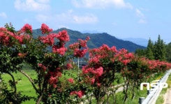 화순군, 명품 가로숲길 조성 박차