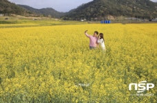 화순고인돌유적지, 유채꽃 만발 봄기운 ‘물씬’