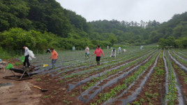 경북도청 도시계획과 직원들, 영양군서 농촌일손돕기 실시