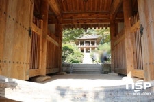 [가보니]영주 부석사(浮石寺) 은행나무 길을 걸으며
