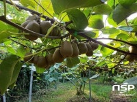  보성군, 2017년 과실전문생산단지 기반조성사업 선정 