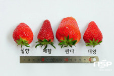  경북농업기술원, 봉화 산타마을에서 싼타딸기 홍보행사 