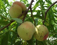  청도, 영천 등 복숭아 세균구멍병(천공병) 발생 우려 