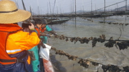  신안군, 김 양식어장에서 참굴 수확 