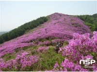  [가볼까]장수 봉화산 철쭉단지 분홍빛 대향연 시작 