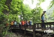  강진군 국내 최대 인공조림지 초당림, 관광객에 손짓 