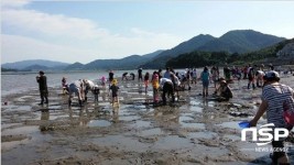  강진군 “갯벌 추억,  ‘쏙잡이 체험’으로 만드세요” 