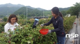 진안군 문화체육과, 농가 일손돕기 구슬땀 