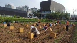  의왕시 청계동, 경로당 20곳 사랑의 감자 전달 