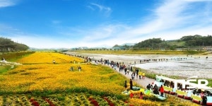  장성군, “ ‘장성 황룡강 노란꽃잔치’ 함께 할 재능꾼 찾습니다” 