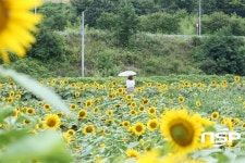  [가볼까]진안 금지배넘실·양지마을 통일해바유 축제 