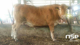  경북도, 고령에서 2017년 경북한우 고급육 품평회, 최고급육 선정 