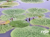  장흥군 관산읍 삼산호서 멸종위기 2급 가시연꽃 군락지 발견 