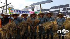  한수원, 농가참여형 태양광발전소 첫 벼 수확 