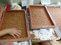  곡성군, 미래성장동력으로 곤충산업 집중 육성 