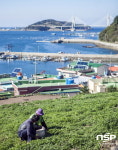  봄 향기 가득 여수 거문도해풍쑥 본격 ‘출하’ 