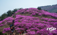  여수 영취산 진달래 축제·벚꽃소풍···꽃놀이 ‘풍성’ 
