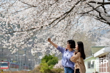  경산시 남천면 삼성역 벚꽃만개 