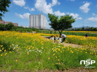  경산시, 남천둔치 내 황금빛 금계국·다채로운 야생화 절정 