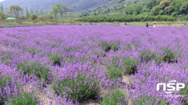 광양시, 사라실 라벤더 단지 보랏빛 향기로 물들다 