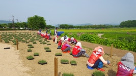  경주시, 새로운 관광명소 핑크뮬리 단지 확대 조성 