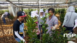  경산시농업기술센터 , 농촌일손돕기 자원봉사 