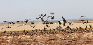  서산시, 철새먹이·서식처 제공 농민에 인센티브 지급 