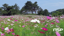  여수 하화도 꽃섬길 코스모스 ‘만개’ 