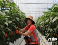  광양시, ‘미니 파프리카’ 홍콩 첫 수출길 열어 