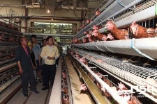  경북도, 폭염에 가축피해 증가...21일 현재 전년比 170%, 14만3천여마리 폐사 