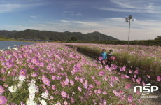  전남도, 9월 추천관광지로 ‘광양서천 코스모스길’과 ‘장성호 수변길’ 추천 
