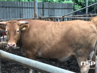  2018년 경북한우 고급육 품평회... 영양군 김연동씨 최우수 