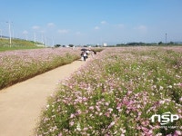  경산 하양 금호강변‘가을의 전령’코스모스 활짝 