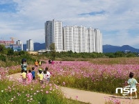  광주 광산구 첨단 강변 둔치 꽃단지에 코스모스 만개 