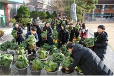  수원 화양초, 학생들이 가꾼 채소, 급식재료로 활용 