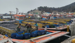  진도군, 양식수산물 재해보험 가입 홍보 