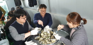  진도군에서 자란 석화, 맛과 향이 뛰어난 겨울 영양 보물 