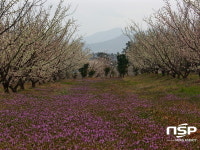  전남도, 봄꽃 여행지..해남 보해매실농원·장흥 묵촌리 동백림 등 4곳 추천 
